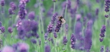 lavendermint