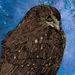 Ruru/Morepork print by Wellington artist Owen Smith