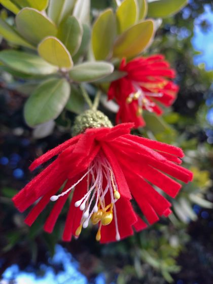 Pohutukawa decoration