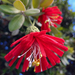 Pohutukawa decoration