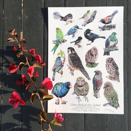 Native Birds of NZ A4 Archival Art Print