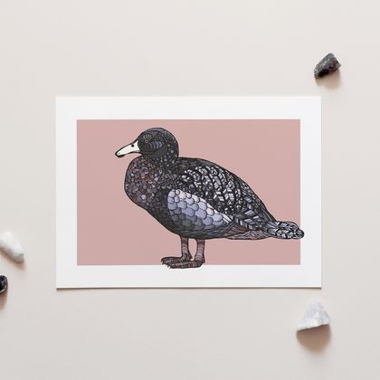 Whio on Pink – Blue Duck A4 Art Print