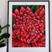 The Waratah | Limited Giclee Print 