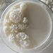 Black Raspberry & Vanilla - Blossom Candle