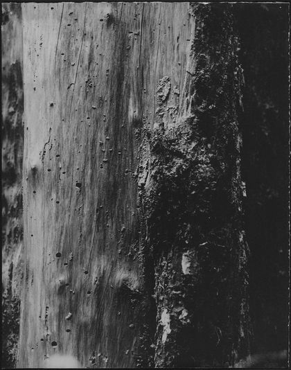 Original handmade tree bark image.