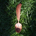 Hand Carved Wood Feather Spoon