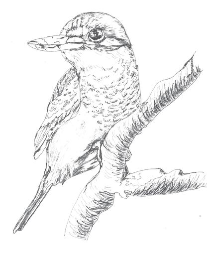 Kingfisher/kōtare greeting card