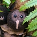 Felted wool decoration - kiwi