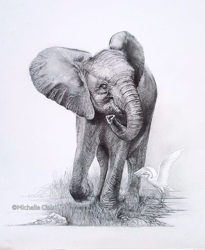 Baby Elephant Drawing Fine Art Print