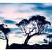 'Pohutukawa Dusk' Matapouri