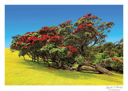 'Pohutukawa Island' Waiheke