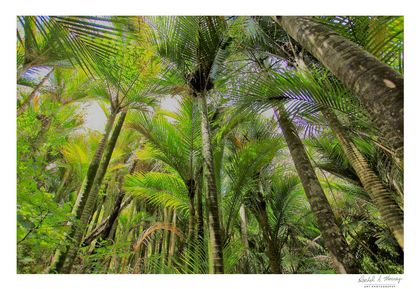 'Nikau Glade' Waiwera