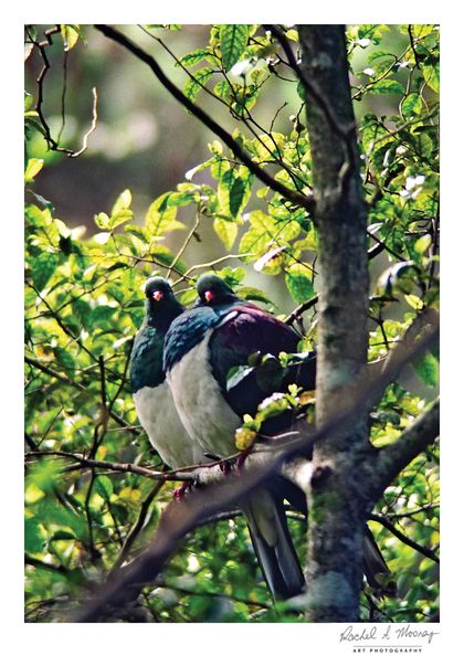 'Pigeon Pair' NZ Native Kereru