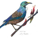 A3 Print - Native Bird: Tui