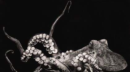 Octopus 2021 - Limited edition archival print A3