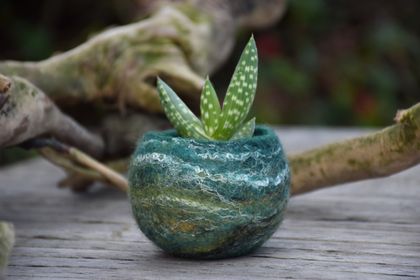 Green woolly plant Bowl