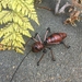 Handmade beaded NZ Weta - black wire