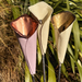 Upcycled Corrugated iron Lilies (3pc set)