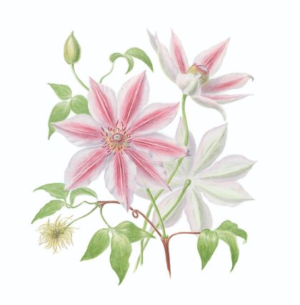 'Clematis Nelly Moser' -  A3 Limited Edition Giclée Print 