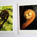 Two Koru Greeting Cards