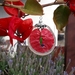 Bougainvillea Dried Flower Petal Earrings